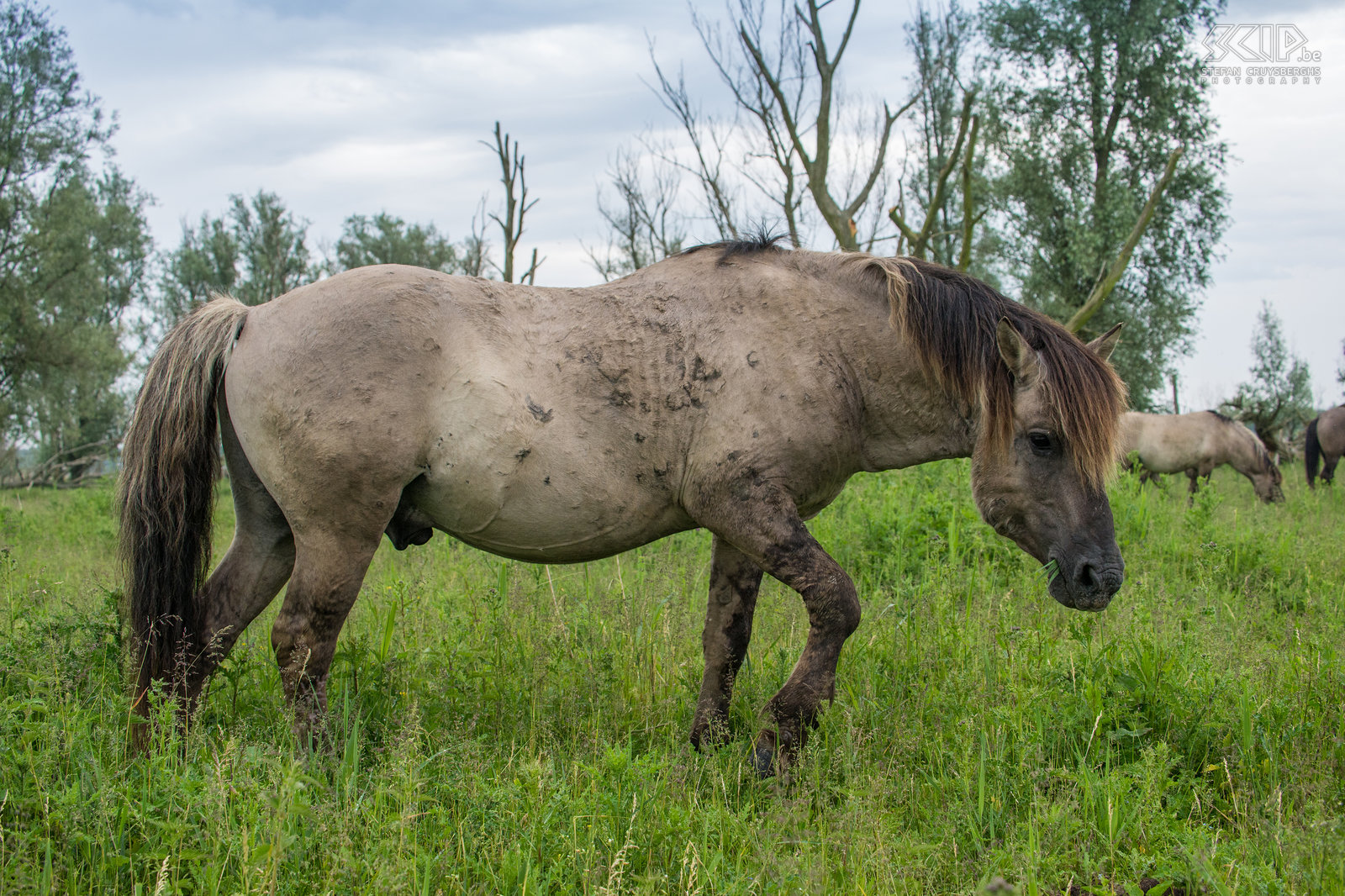 Konik horses - Oostvaardersplassen The Oostvaardersplassen in Flevoland is the largest national park in the Netherlands. It is a large wetland with reed plains, rough grassland and ponds that attracks thousands of birds such as geese, spoonbills, cormorants, herons, .... 25 years ago they introduced some deer, Heck cattle and Konik horses. Now there live about 1,000 wild horses, the largest population in Europe. The Konik is originally a Polish and Belarusian small wild horse. They live in large groups with many foals and there is often a lot of interaction and even fights. It is fantastic to spend some time between the horses. Stefan Cruysberghs